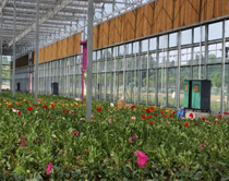 佛山夢(mèng)里水鄉(xiāng)百花園2萬(wàn)平方花卉大棚噴霧降溫系統(tǒng)